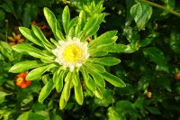 Tag 3, 19.08.2024 Giverny, Gärten von Monet 