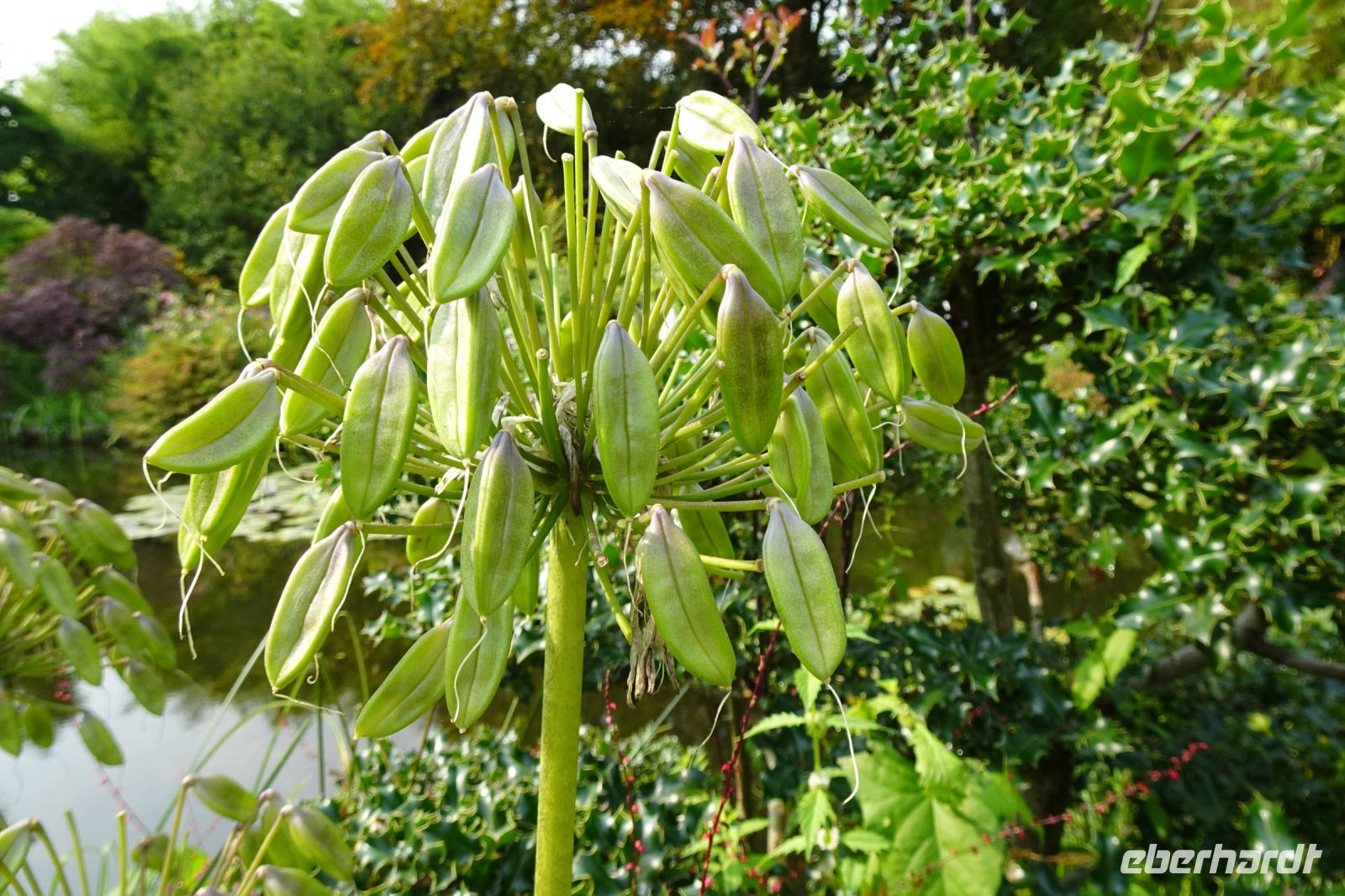 Tag 3, 19.08.2024 Giverny, Gärten von Monet 