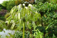 Tag 3, 19.08.2024 Giverny, Gärten von Monet 