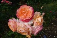 Tag 4, 20.08.2024  Jardins Suspendu, Le Havre