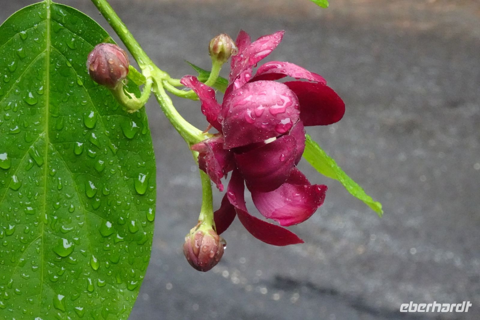 Tag 4, 20.08.2024 Ètretat  
