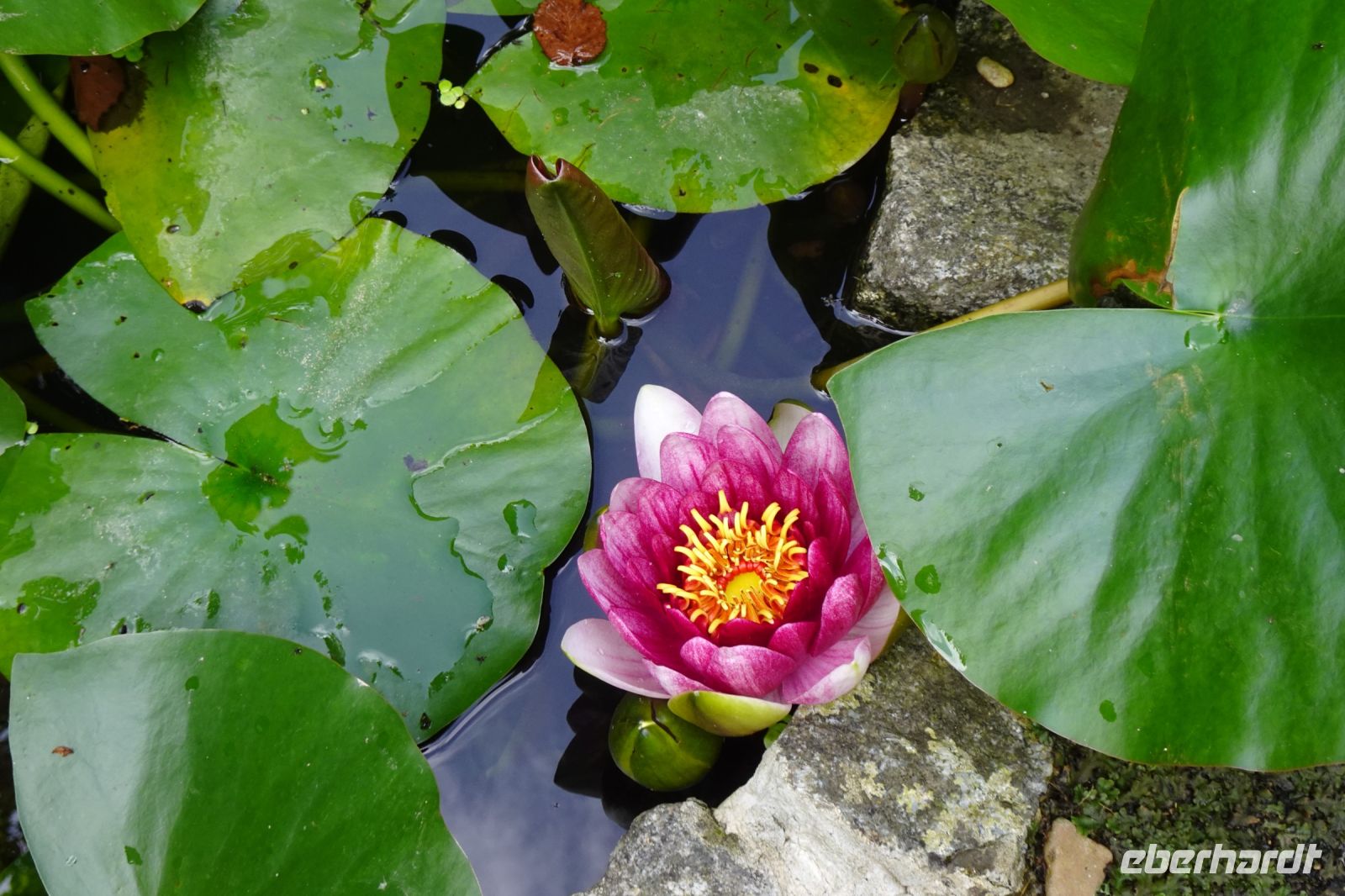 Tag 5, 21.08.2024 Cambremer 