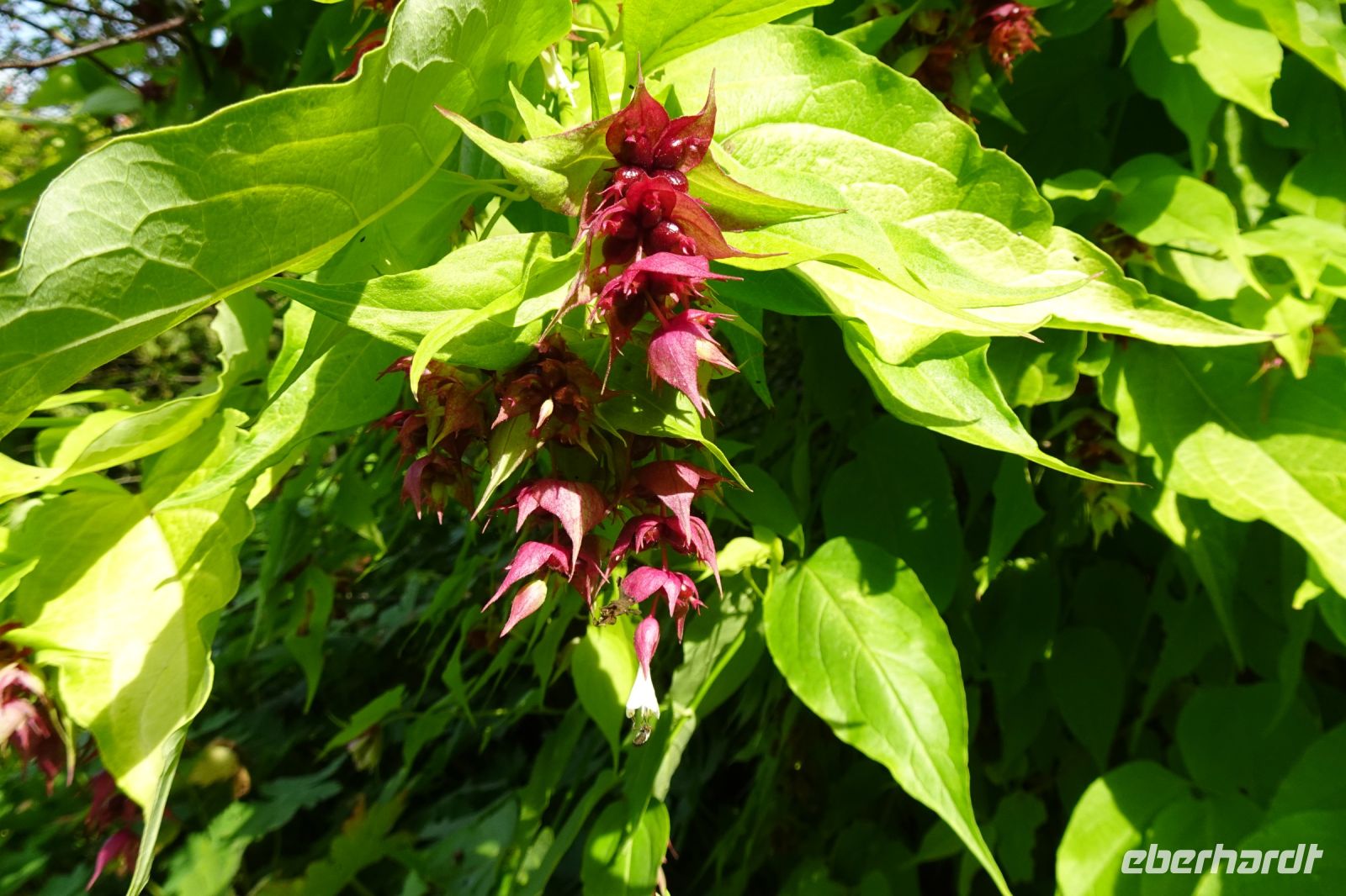 Tag 5, 21.08.2024 Cambremer 