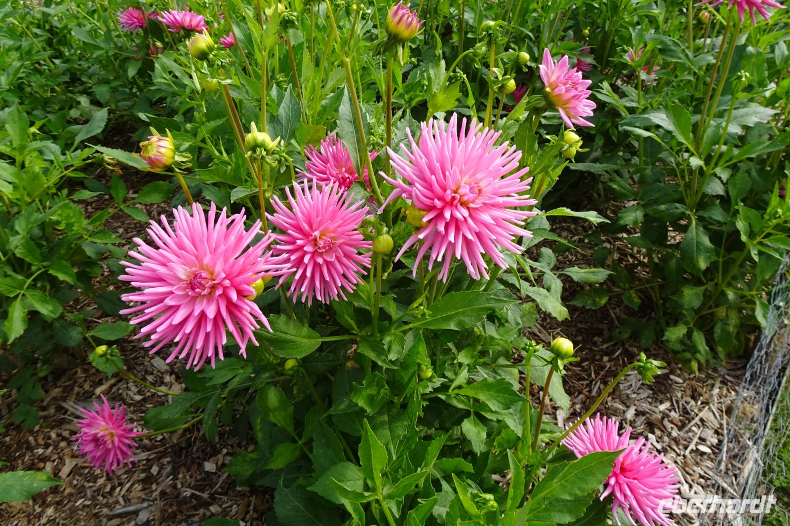 Tag 6, 22.08.2024 Caen, Parc Floral