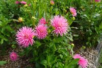 Tag 6, 22.08.2024 Caen, Parc Floral