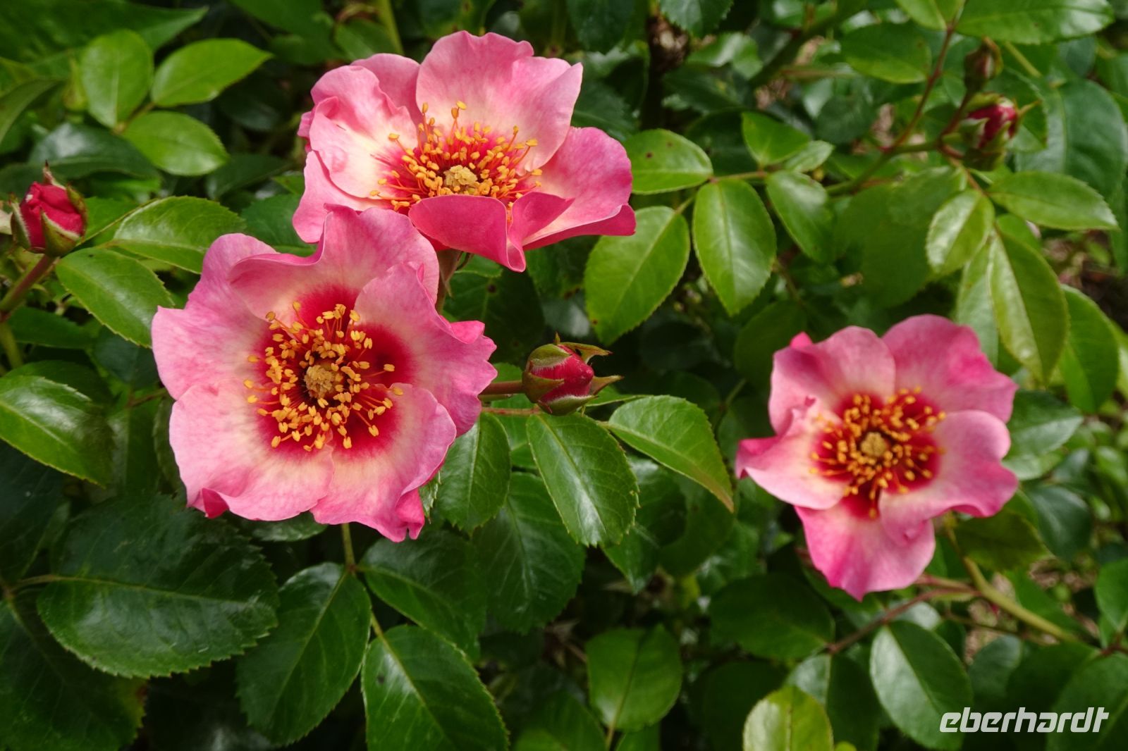 Tag 6, 22.08.2024 Caen, Parc Floral