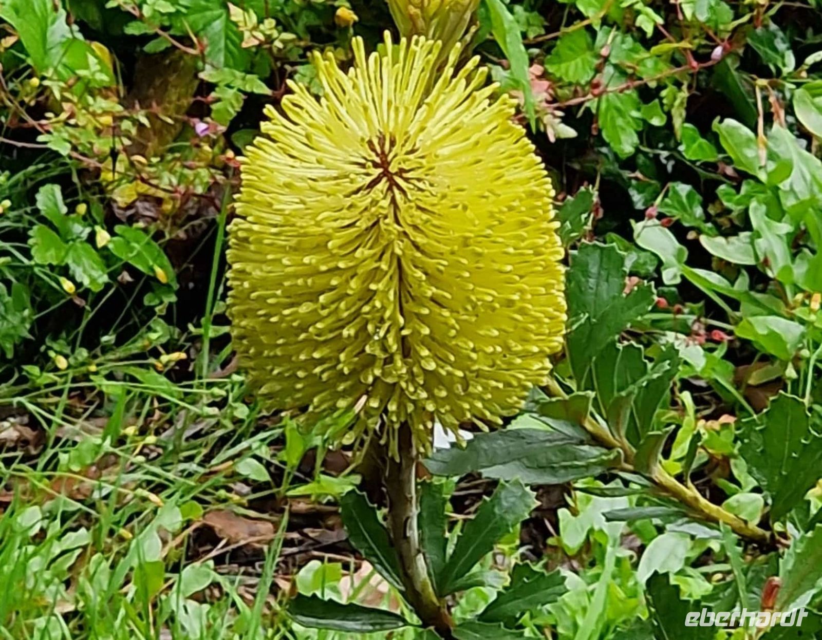 Tag 8, 24.08.2024 Vauville 