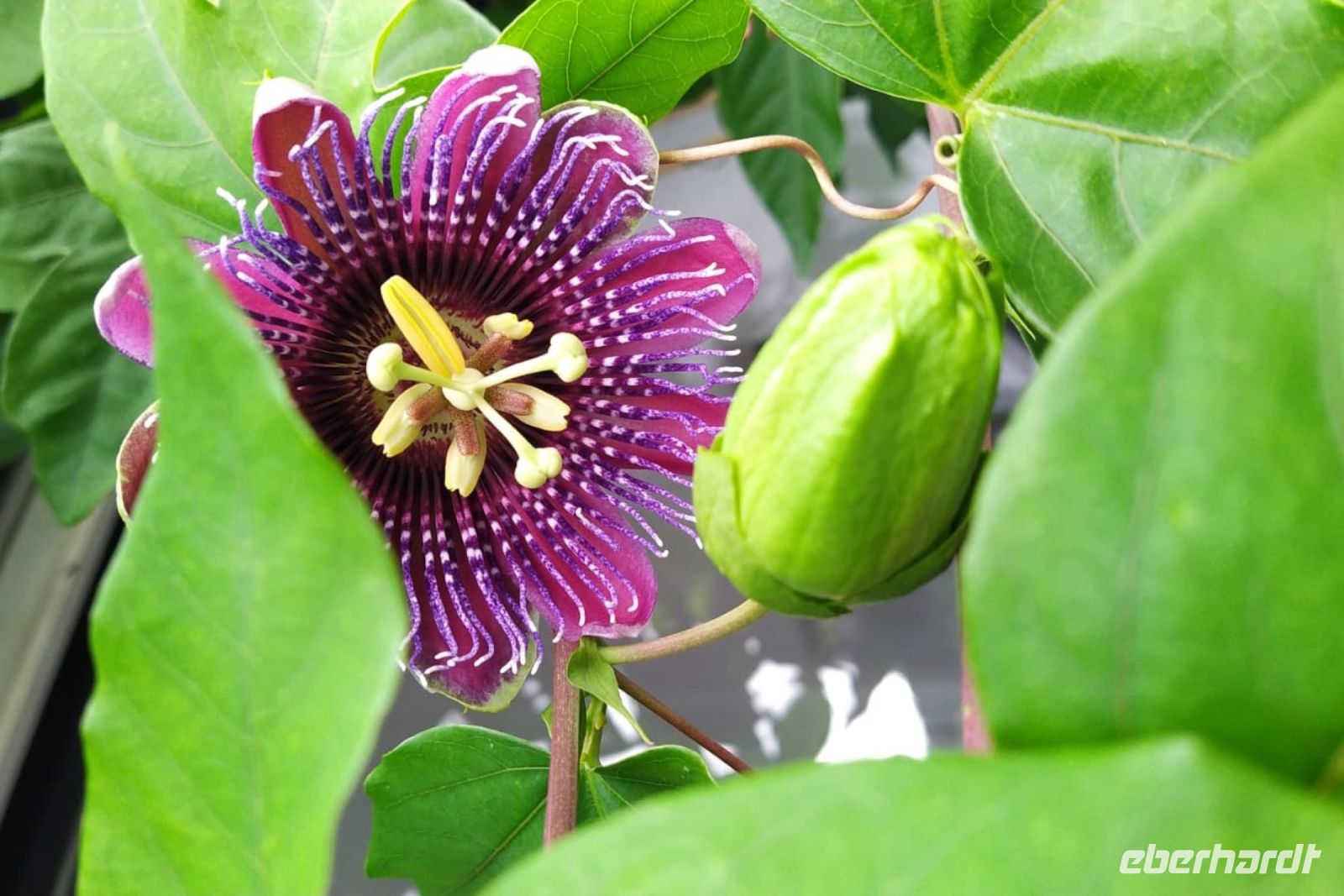 Tag 8, 24.08.2024 Vauville 