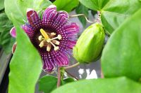 Tag 8, 24.08.2024 Vauville 