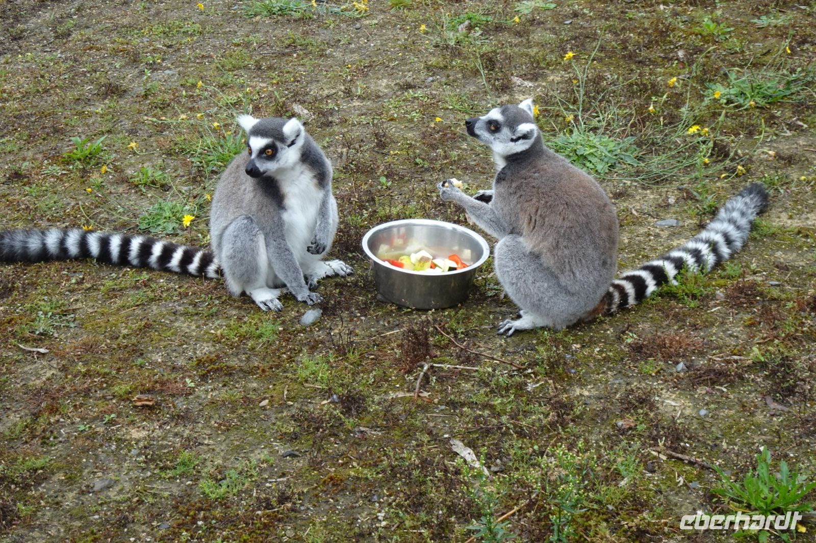 Tag 8, 24.08.2024 Zoo von Champrépus 