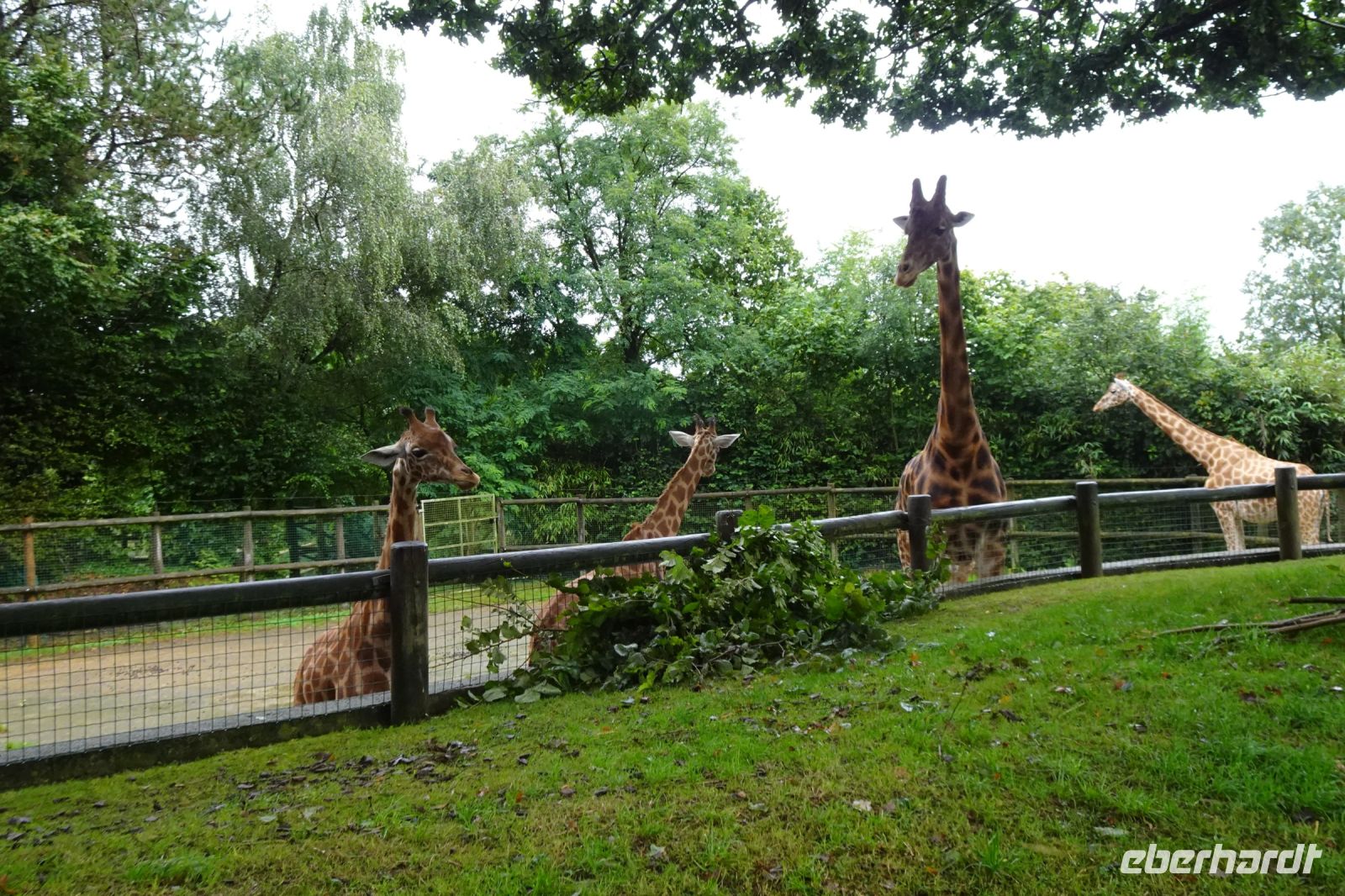 Tag 8, 24.08.2024 Zoo von Champrépus 