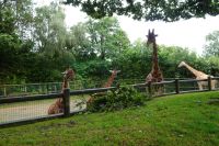 Tag 8, 24.08.2024 Zoo von Champrépus 