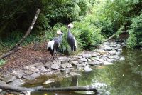 Tag 8, 24.08.2024 Zoo von Champrépus