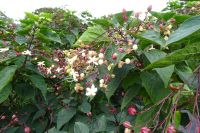 Tag 8, 24.08.2024 Zoo von Champrépus 