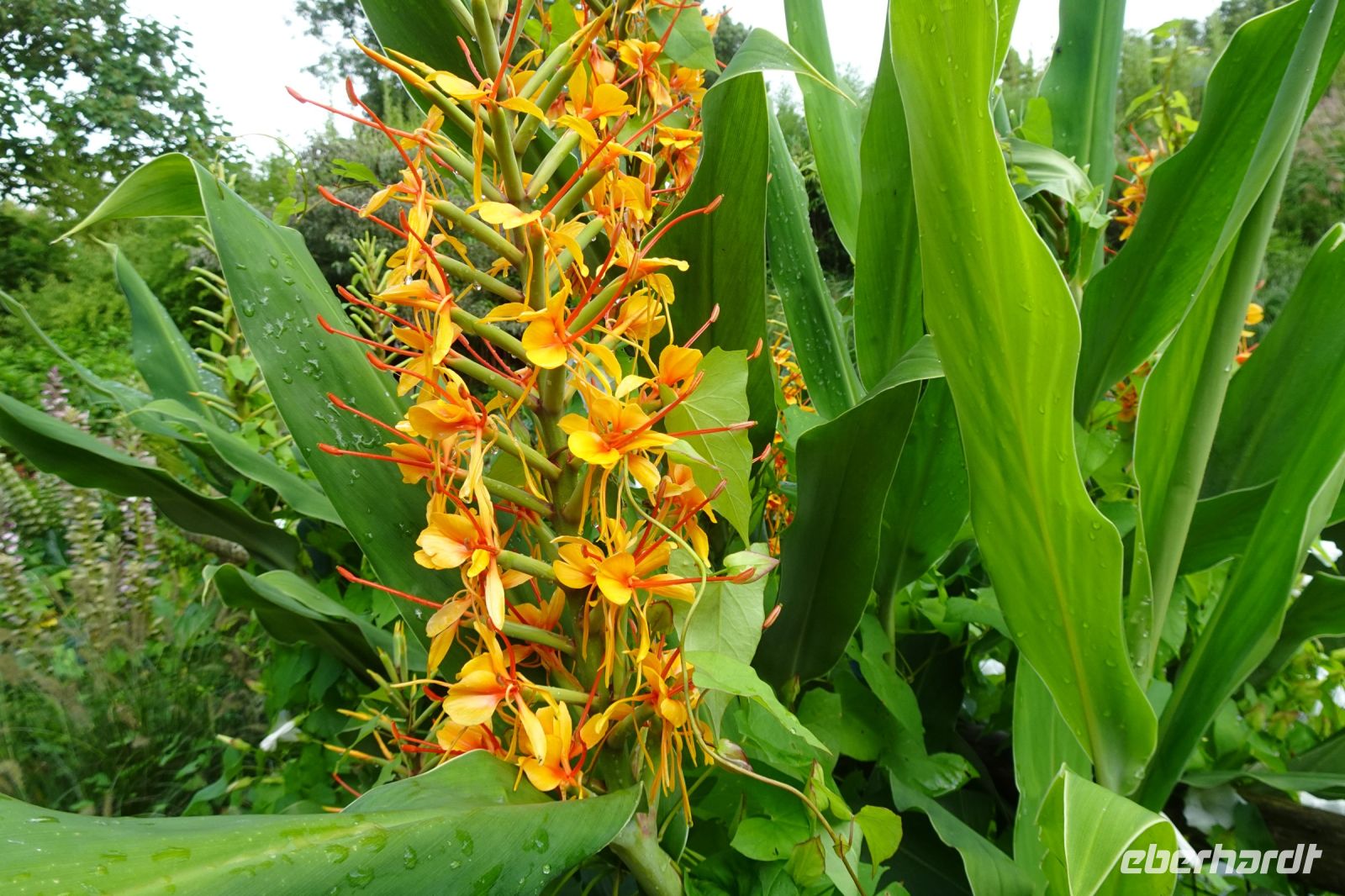 Tag 8, 24.08.2024 Zoo von Champrépus 