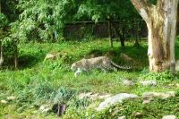 Tag 8, 24.08.2024 Zoo von Champrépus 