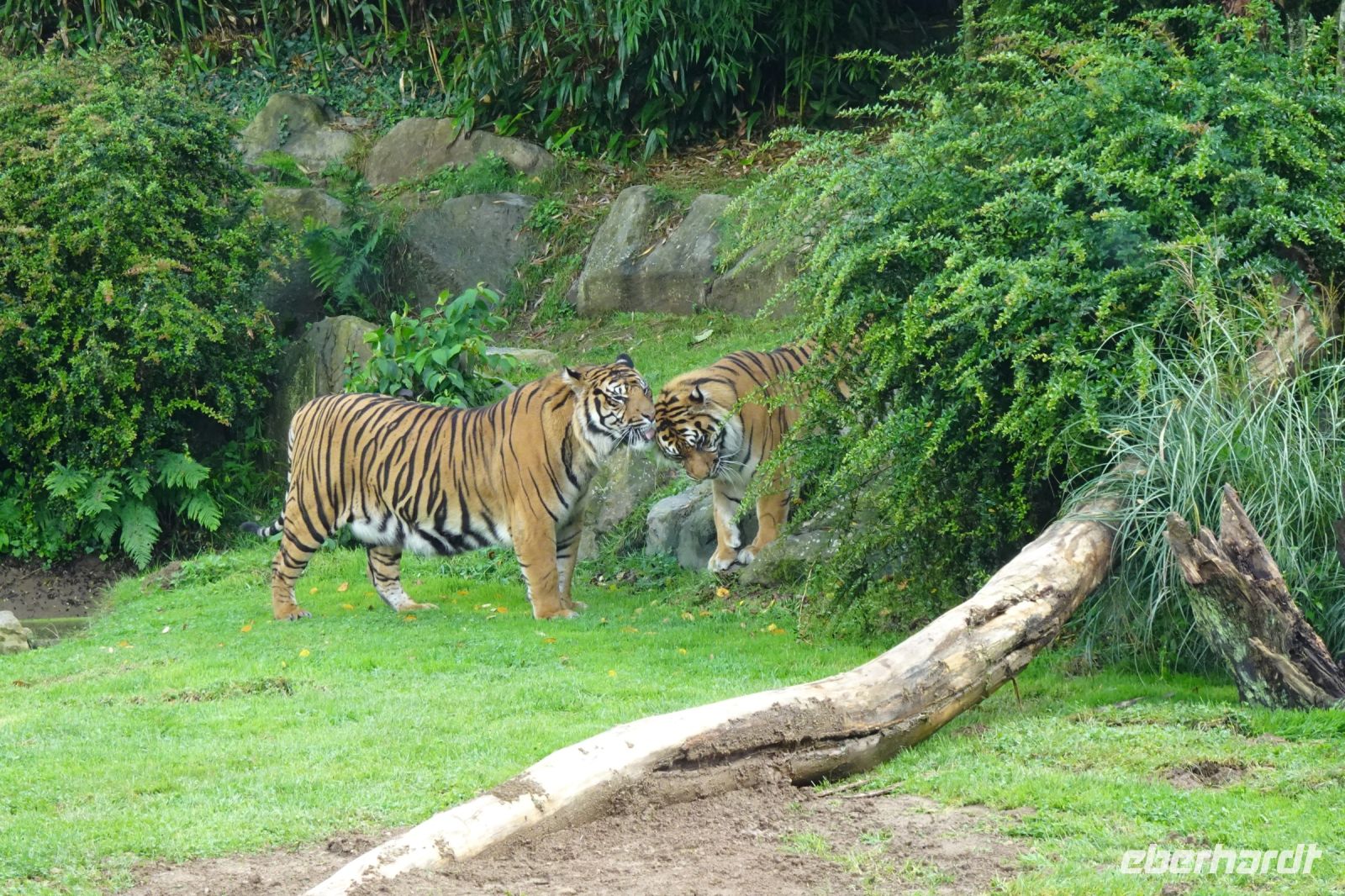 Tag 8, 24.08.2024 Zoo von Champrépus 