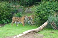 Tag 8, 24.08.2024 Zoo von Champrépus 