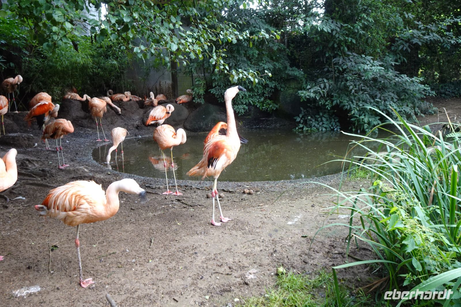 Tag 8, 24.08.2024 Zoo von Champrépus 