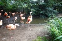 Tag 8, 24.08.2024 Zoo von Champrépus 