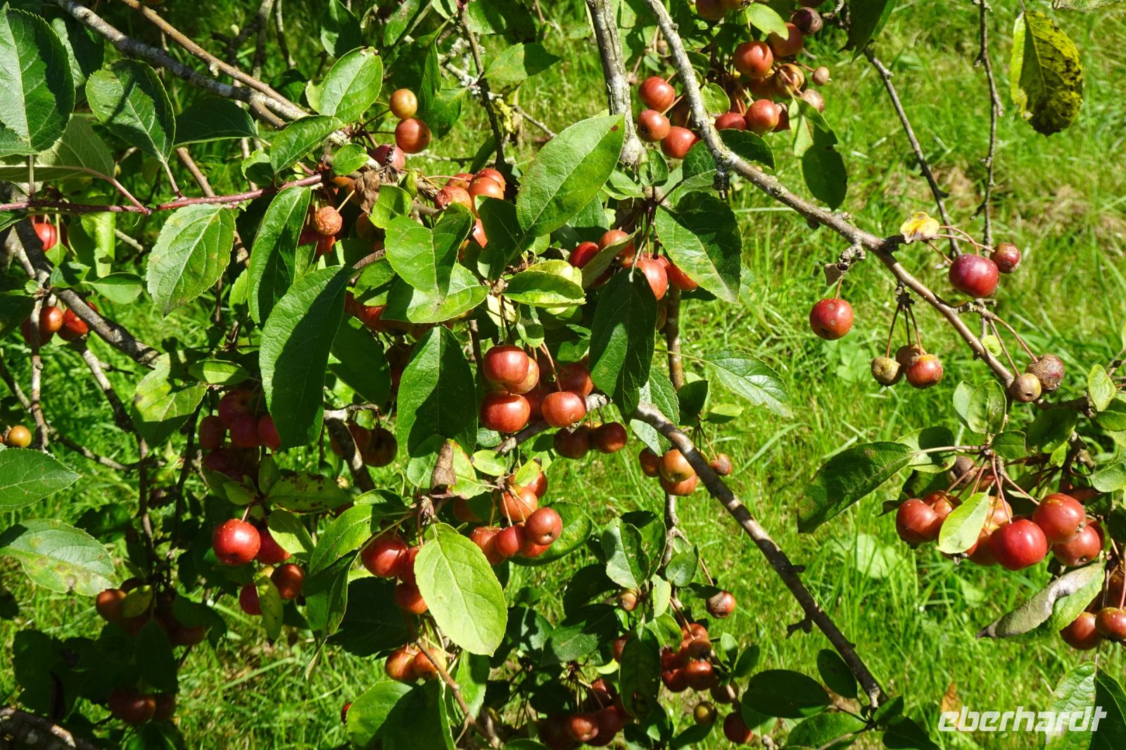 Tag 9, 25.08.2024 Jardin Francois