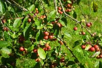 Tag 9, 25.08.2024 Jardin Francois