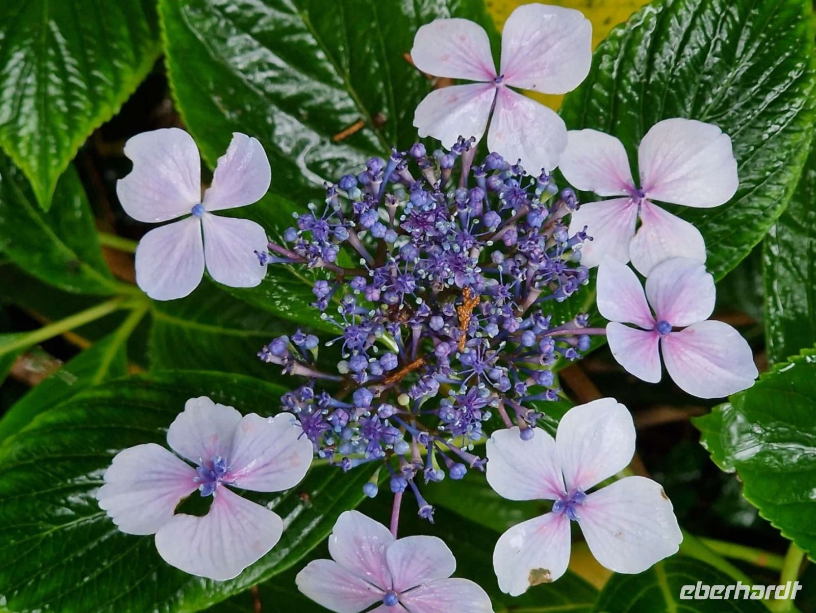 Tag 8, 24.08.2024 Vauville