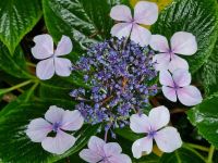 Tag 8, 24.08.2024 Vauville