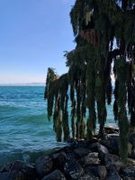 Promenade Evian-les-Bains 