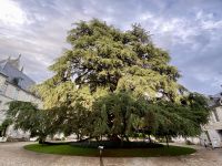 RADREISE LOIRE 3.-11.9.24: Die 200 jahre alte Libanonzeder im erzbischöflichen Garten in Tours