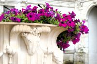 lila Blüte in Villandry