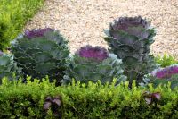 dekorativer Kohl in Villandry