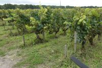 Reben vor letzer Reife