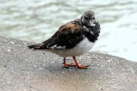 zutraulicher Geselle