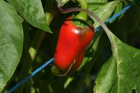 frische Schote am Strauch