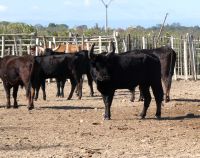 Rinderzucht in der Camargue 