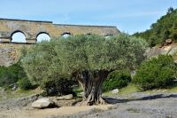 Alter Olivenbaum am Pond-du-Gard