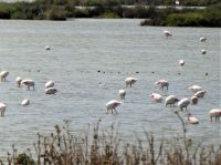 Flamingos in der Camargue