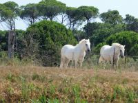 weisse Pferde der Camargue