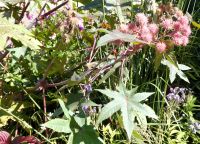 Rizinusstrauch am Wegesrand