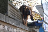 bewachtes Grundstück in Tournus