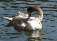 Jungschwanenkörperpflege 