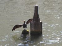 er sonnt sich lieber