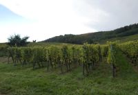 durch die Weinberge des Elsass