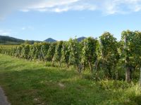 Weinbergidylle bei Ribeauvillé