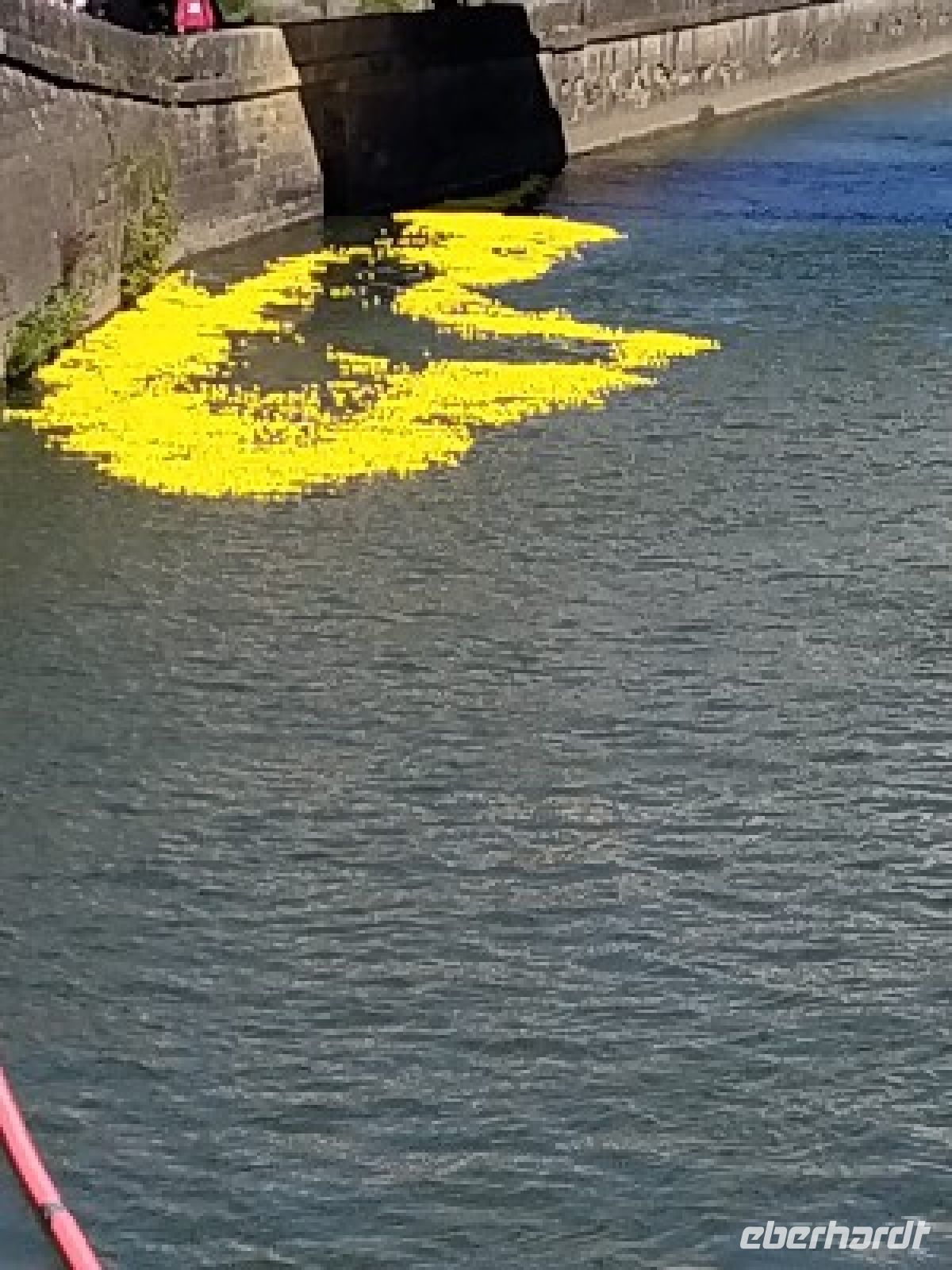 die Plastikenten sind eingesetzt