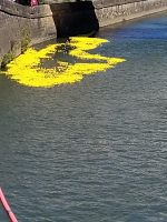 die Plastikenten sind eingesetzt