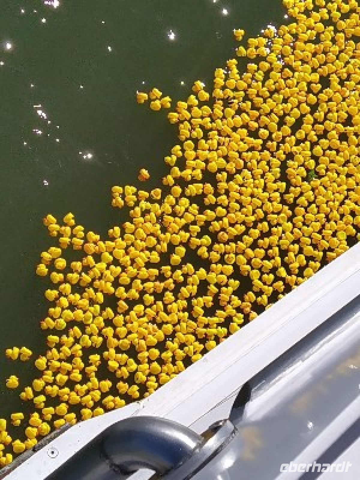 die Enten passieren unser Schiff