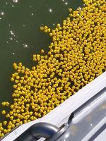 die Enten passieren unser Schiff