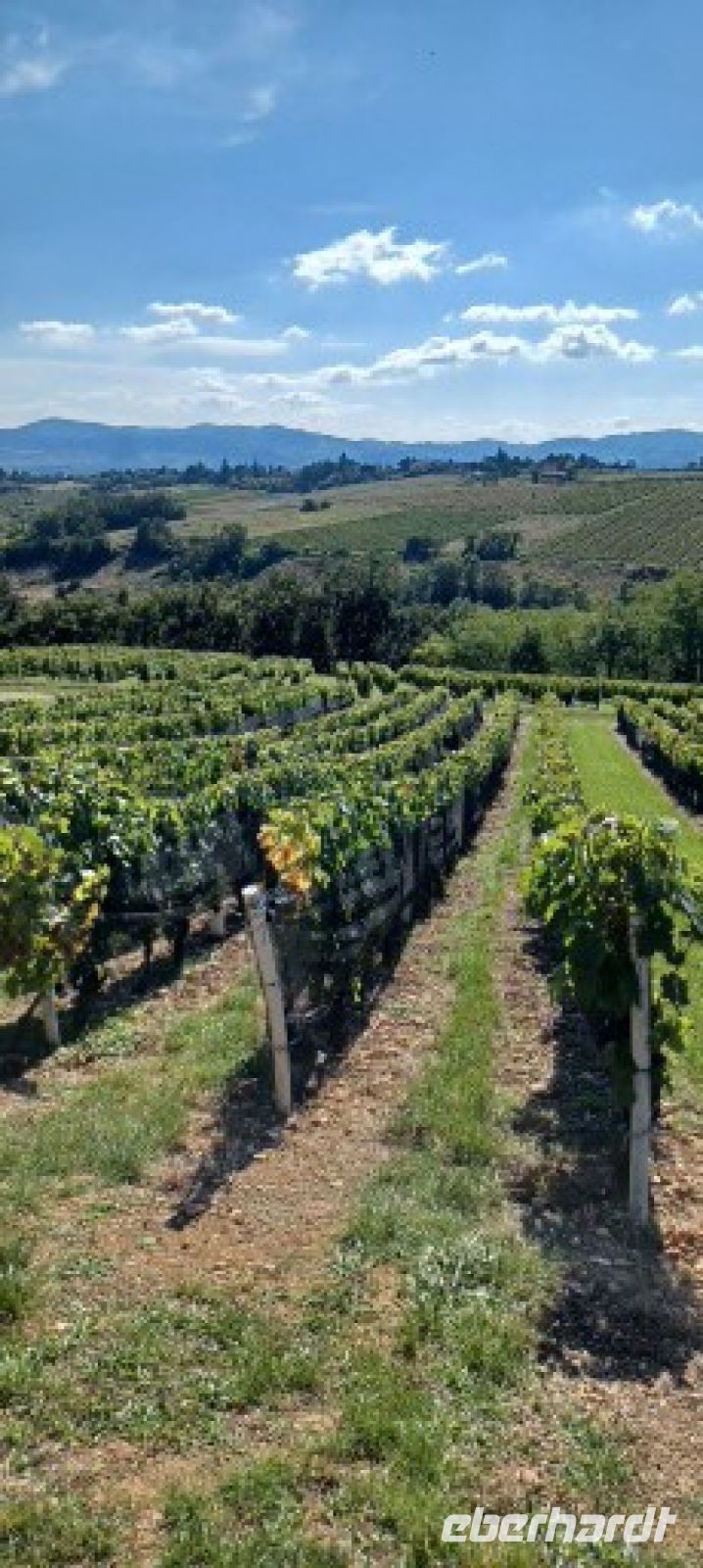 alte Rebstöcke  von über 100 Jahren vom Urgroßvater ehren die Familientradition